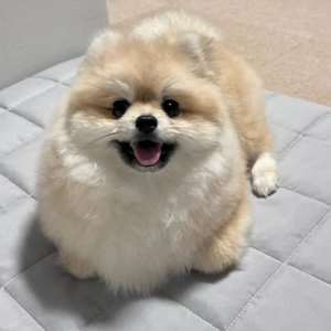 [창고대방출] 내추럴발란스 독 LI 연어&현미 퍼피 레시피 1.1kg 베스트 후기 이미지