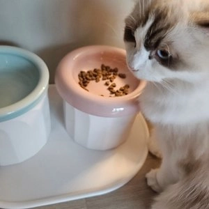 [무료배송] 보울보울 강아지 고양이 밥그릇 헬로 테일 세트 베스트 후기 이미지