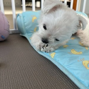 아껴줄게 독 블루베리우유 치실껌 SS 7P 베스트 후기 이미지