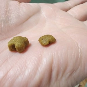 [사전예약] 로얄캐닌 캣 키튼 스테럴라이즈 3.5kg 중성화묘용 베스트 후기 이미지