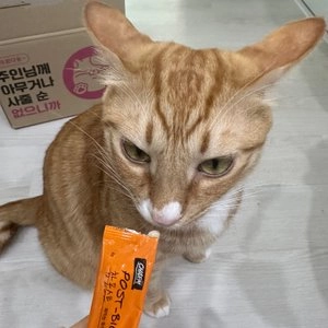 페피테일 참 포스트 플러스 닭고기 15개입  베스트 후기 이미지