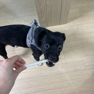 굿프랜드 독 밀크껌 10p  베스트 후기 이미지