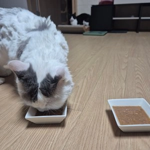 로디시 캣 참치&연어 그레이비 캔 85g 베스트 후기 이미지