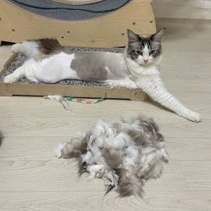 바비온 리튬 디지털 이발기 SBC-7710 베스트 후기 이미지