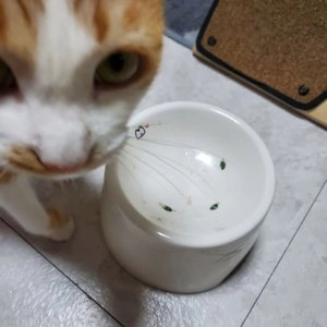 오쥬 바이 로우즈 캣 치킨가슴살&호박 파우치 69g 베스트 후기 이미지