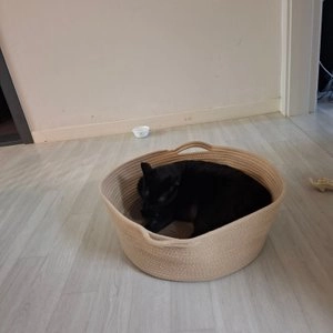 뮤트 코튼바구니 스크래쳐 기본형 베스트 후기 이미지