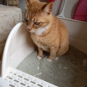 샌드바이블 무향 6kg 베스트 후기 이미지