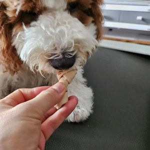 스마트본 독 고구마 미니 8p 베스트 후기 이미지