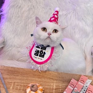 [무료배송] 멍냥이수라간 육해공 미니타르트 베스트 후기 이미지