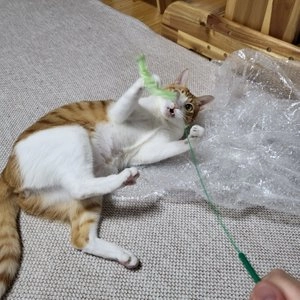 캐티맨 강아지풀 대 베스트 후기 이미지