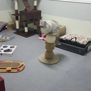 [무료배송] 세븐펫 고양이 삼줄볼 수직형 스크래쳐 베스트 후기 이미지