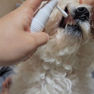 [NEW신상]정글몬스터 냥멍칙칙 반려동물 덴탈 스프레이 바나나향 베스트 후기 이미지