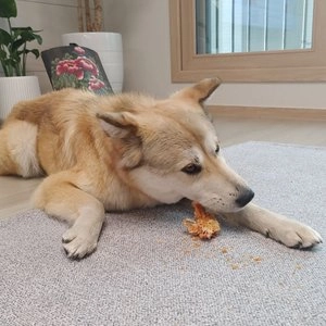 [웰컴딜] 프레스키 독 터키츄 칠면조 힘줄 하드본 L 베스트 후기 이미지