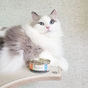 조공 필로 캣 닭&고등어 90g 베스트 후기 이미지