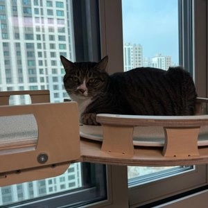 내추럴발란스 캣 팻캣 닭&연어 저칼로리 고양이 6.8kg 베스트 후기 이미지