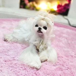 [웰컴딜] now 독 프레쉬 그레인프리 스몰브리드 어덜트 9.98kg 베스트 후기 이미지