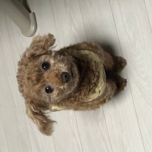 [무료배송] 어드밴스 독 시니어 미니 3kg 베스트 후기 이미지