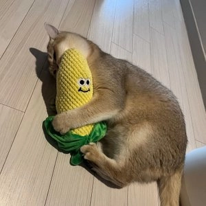 7번버스 쫄깃달달 옥수수 캣닢 쿠션 베스트 후기 이미지