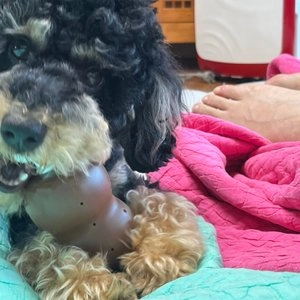 노즈워크 노즈볼 바비큐 베스트 후기 이미지