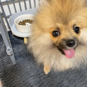 오리젠 독 오리지날 6kg 베스트 후기 이미지