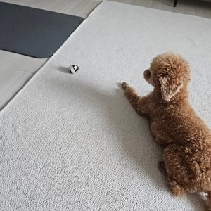 개님의 상점 개님의 껌 워우번볼 덴탈껌 6p 베스트 후기 이미지