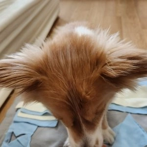 [무료배송] 비토 비건 트릿 호박 30g*4ea 베스트 후기 이미지