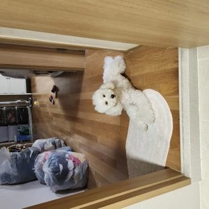 플라고 독 벌집 덴탈껌 아이즈 150g 베스트 후기 이미지