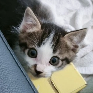 [무료배송] 요기쏘 4단 원목 깃털 디스크볼 베스트 후기 이미지