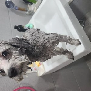 [무료배송] 쿤달 네이처 마일드 퍼퓸 애견샴푸 핑크레인 500ml  베스트 후기 이미지