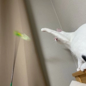 캐티맨 카샤카샤 스틱 새 낚시대 베스트 후기 이미지