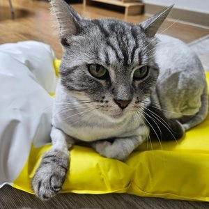 [무료배송] 쏘울펫 시원한 여름 쿨매트 병뚜껑/맥주잔 베스트 후기 이미지