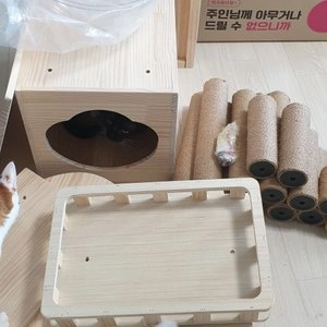 [무료배송] 딩동펫 원목 도도 캣타워 베스트 후기 이미지