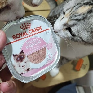 로얄캐닌 캣 유리너리 케어 4kg 요로계케어 베스트 후기 이미지