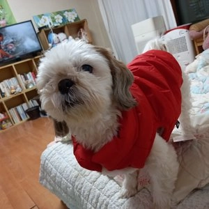 도기패딩 강아지패딩  S-2XL 베스트 후기 이미지