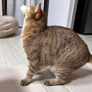 펫모닝 2 Fur Mouse 장난감 베스트 후기 이미지