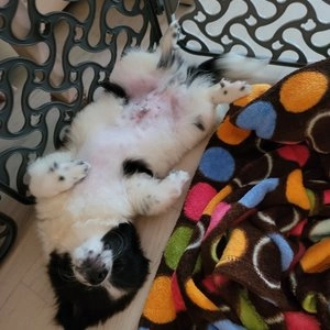 [웰컴딜] [3개] 호랑이패드 대형 60매 (60x76cm) 베스트 후기 이미지