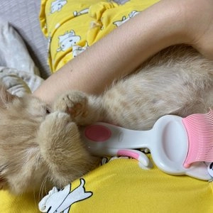 캐티맨 그루밍 살롱 빗 베스트 후기 이미지