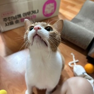 마이베프 심장건강 별자리스틱 15g*4p 베스트 후기 이미지