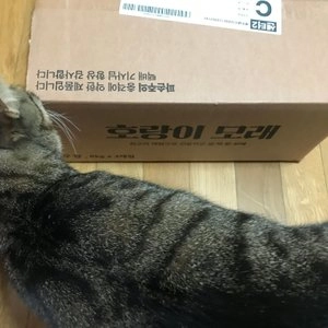 호랑이모래 무향 6kg 베스트 후기 이미지