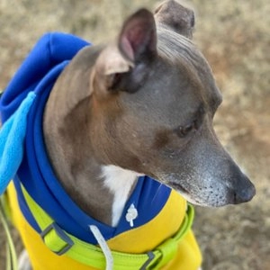 닥터독 그레인프리 동애등에 1.6kg 베스트 후기 이미지