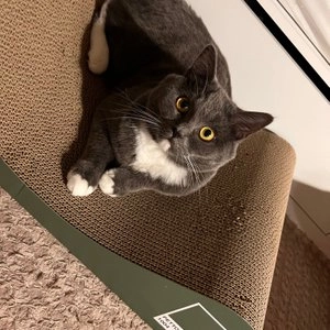 펫톤 빅사이즈 소파 스크래쳐 딥그린 베스트 후기 이미지