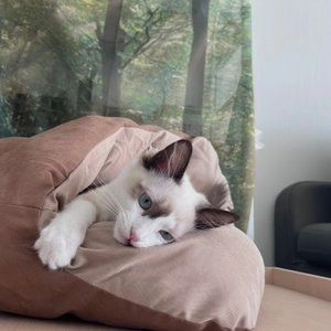 [무료배송] 도그웨그 소라 숨숨집 브라운/카키 베스트 후기 이미지