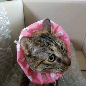 [창고대방출] 애니홀릭 엘라이신 스틱 칠면조 5g 베스트 후기 이미지