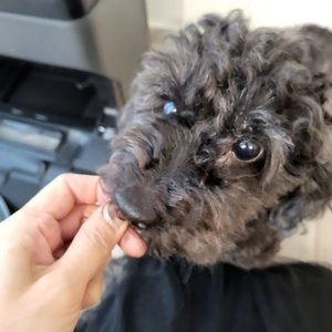 [브랜드전][무료배송] 반려견선생 독 5억마리 유산균 수제간식 현미품은덕(오리) 100g 베스트 후기 이미지