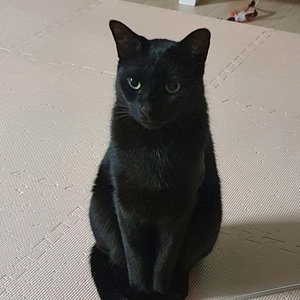 펫모닝 캣 가쓰오부시 40g  베스트 후기 이미지