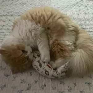 베스트 후기 이미지