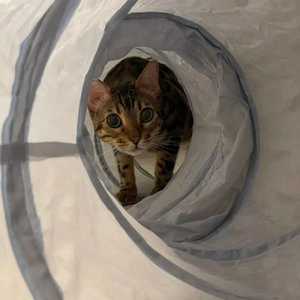 펫홀릭 바스락 스크류 터널 S자형  베스트 후기 이미지