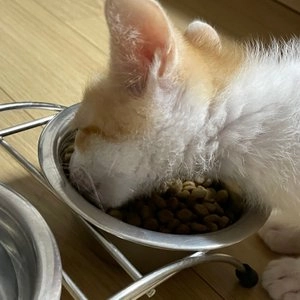 [사료샘플] 헤일로 캣 그레인프리 연어&흰살생선 키튼 50g 베스트 후기 이미지