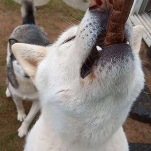 [창고대방출] 델리마켓 독 소떡심 핫도그 오리 18g*8p 베스트 후기 이미지