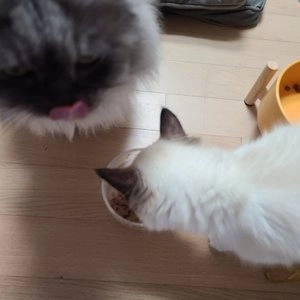 [2+1] 마이베프 마이슐랭 비프 파테 80g 베스트 후기 이미지